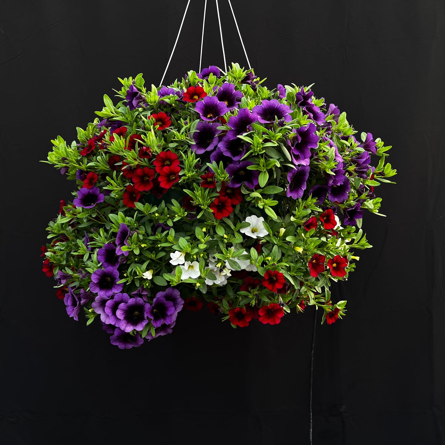 Red White and Blue Callie Hanging Basket