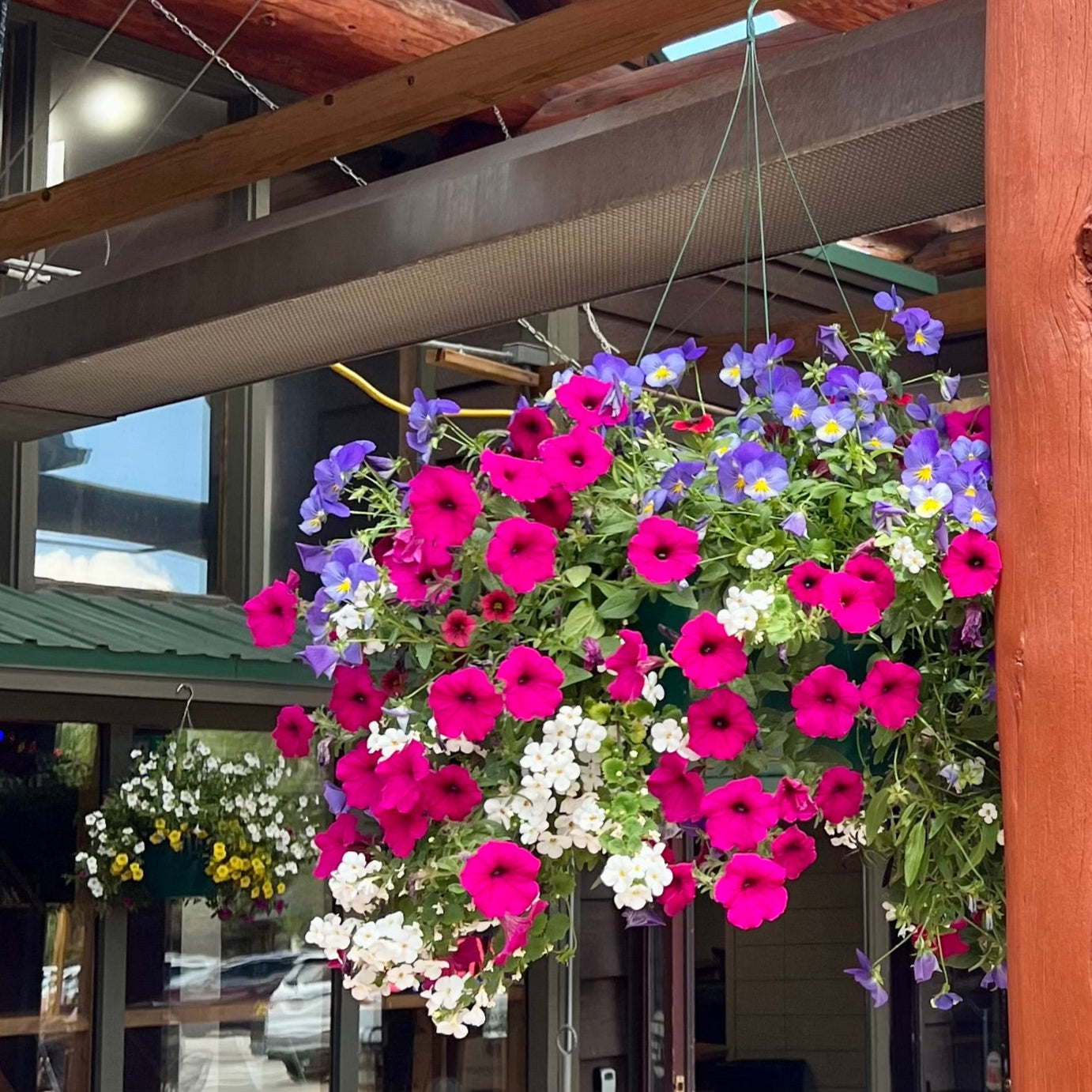 The Wild Hanging Basket (part shade)