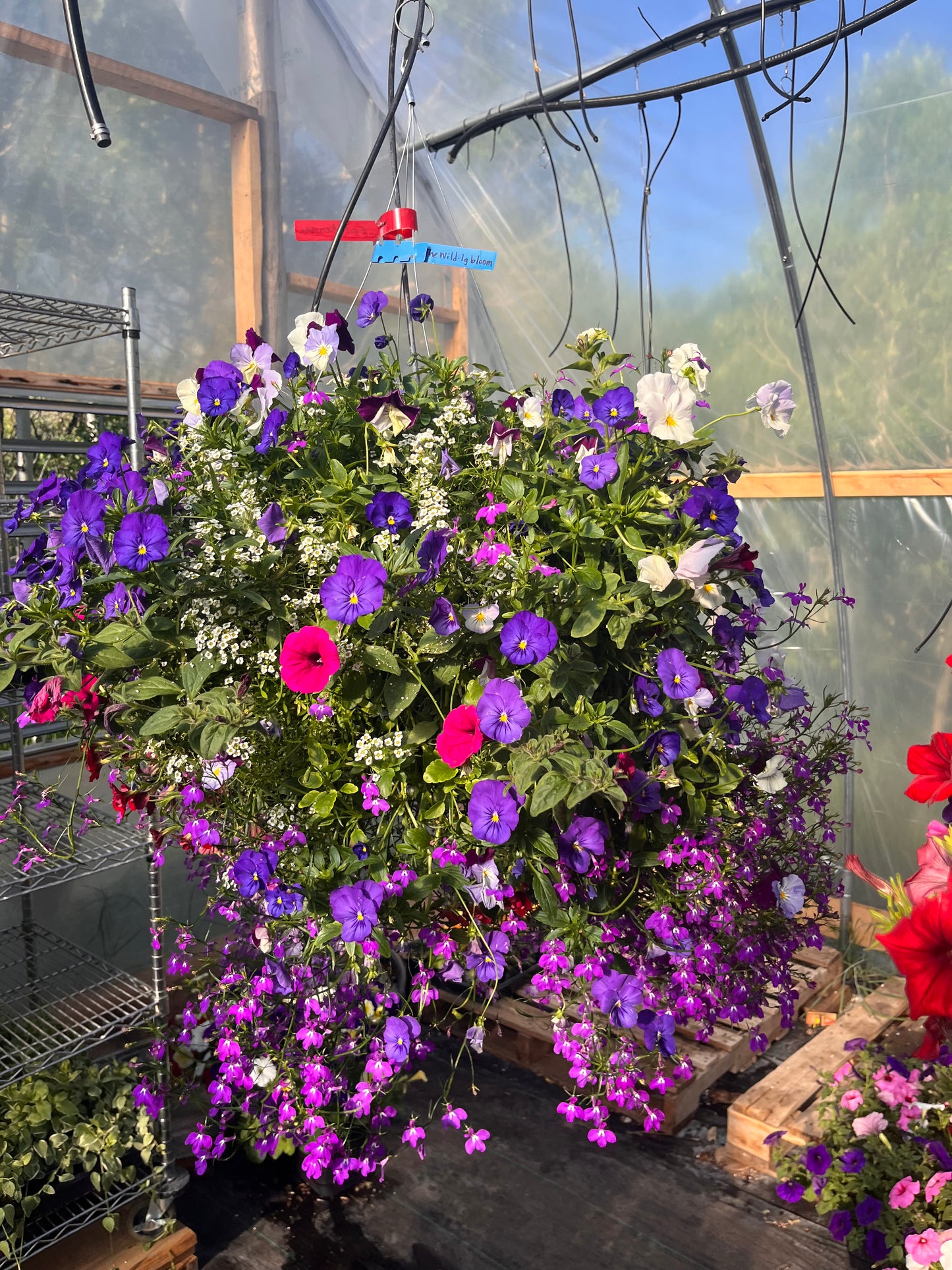 The Wild Hanging Basket