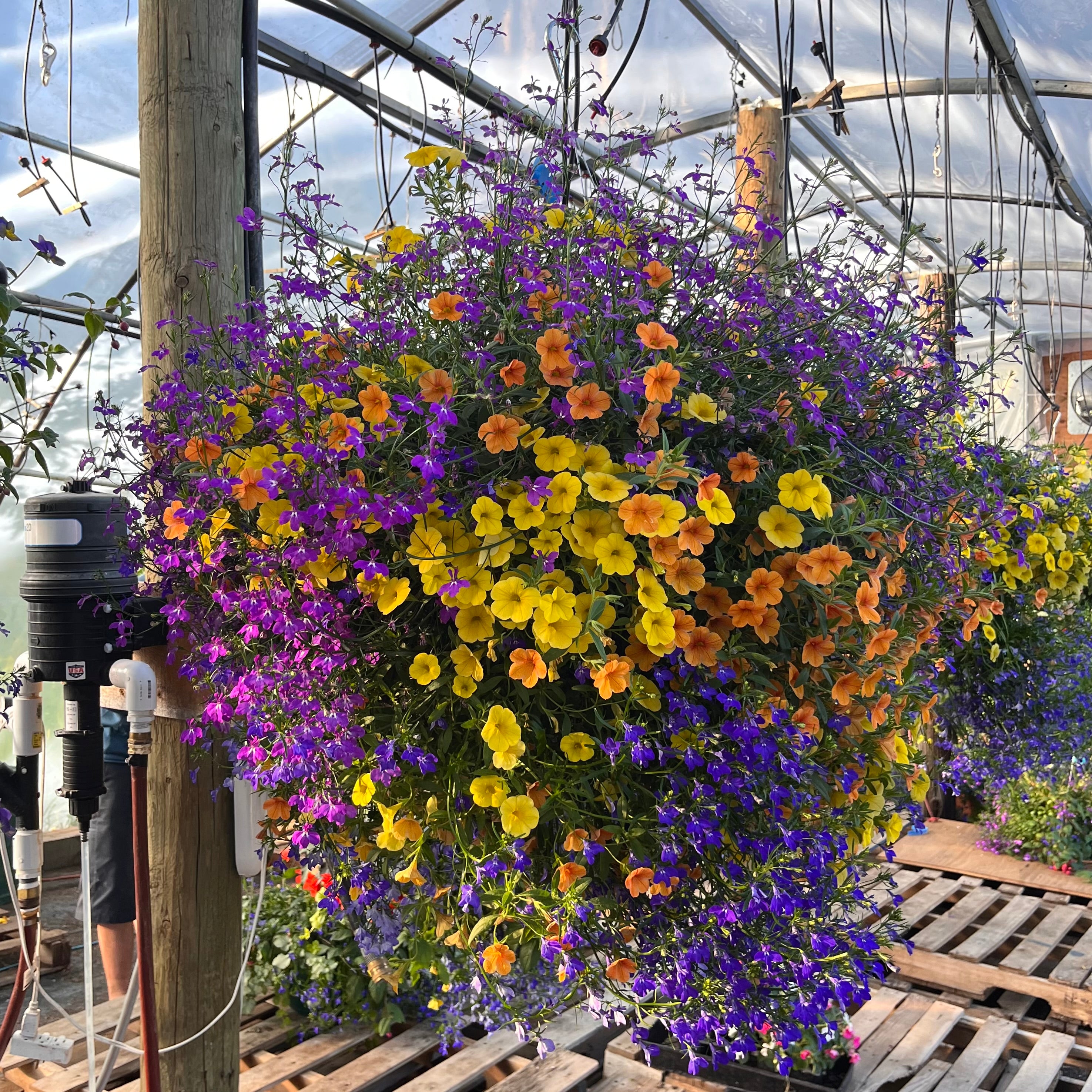 Harvest Moon Hanging Basket (part shade) – Colorado Flower Baskets