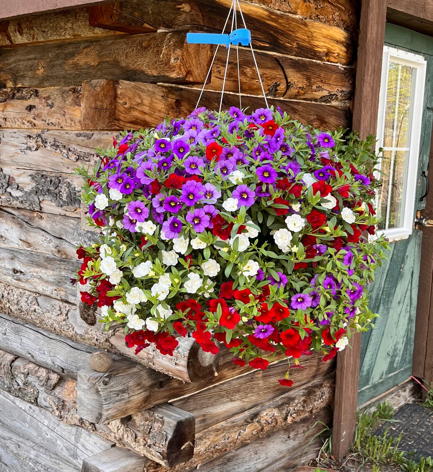 Red White and Blue Callie Hanging Basket