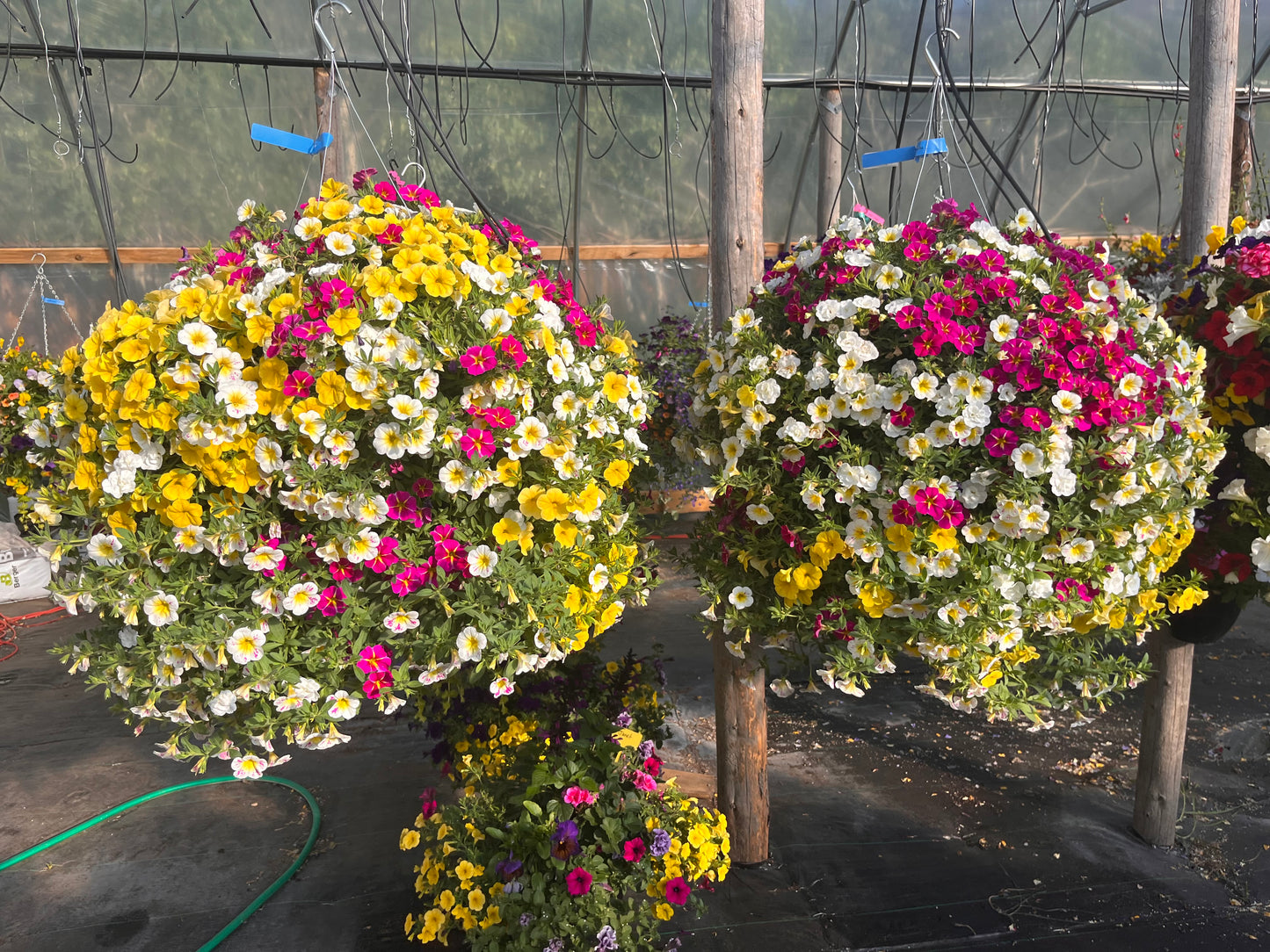 Holy Cow Callie Hanging Basket
