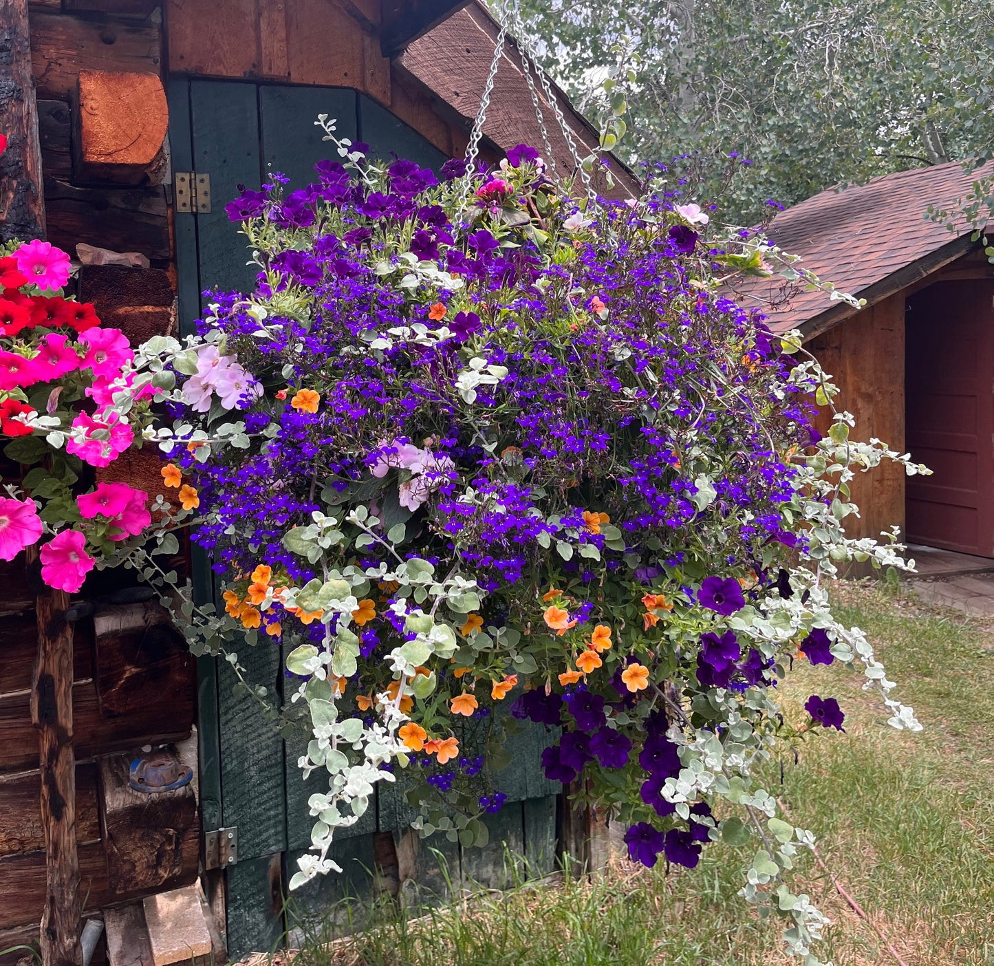 English Garden Hanging Basket (part shade)