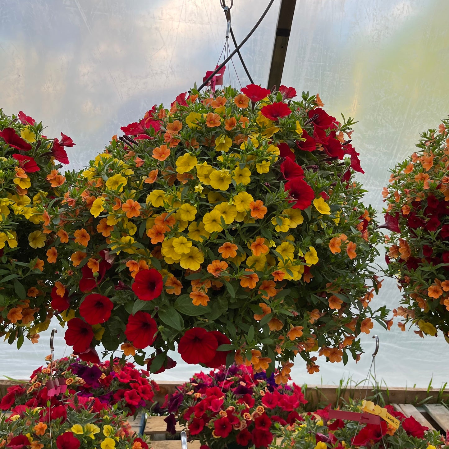 Warm Callie Hanging Basket