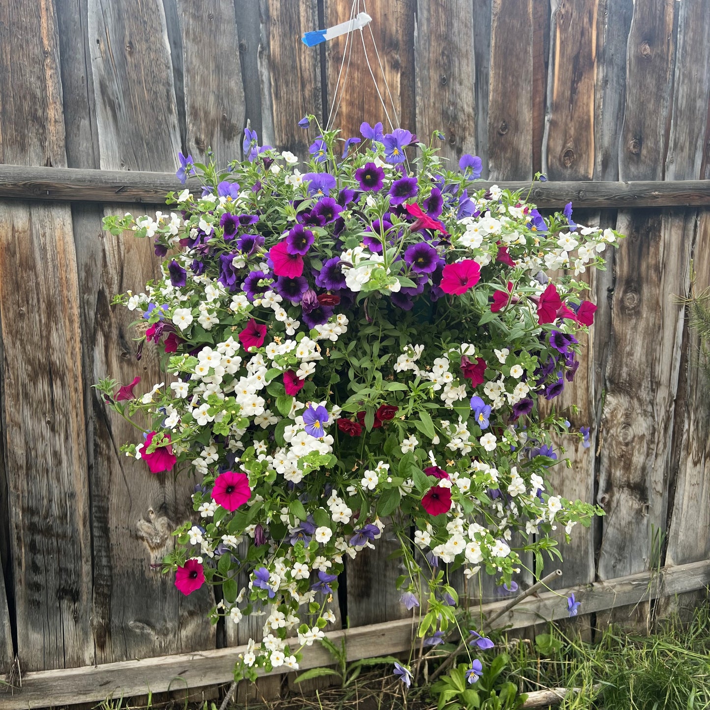 The Wild Hanging Basket (part shade)