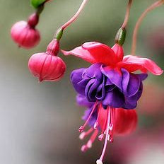 Lobelia/Fuchsia Hanging Basket