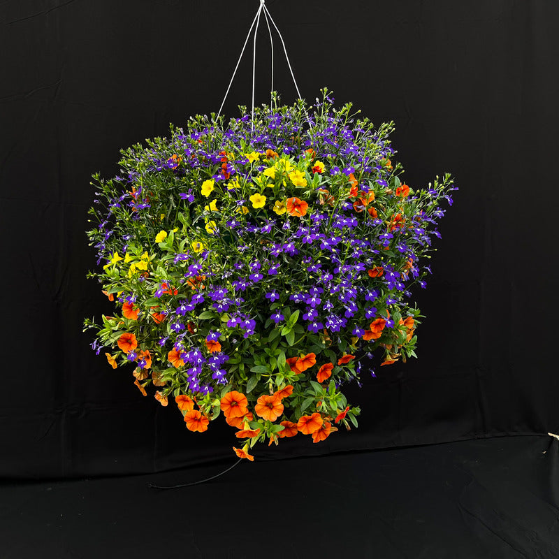 Harvest Moon Hanging Basket (part shade)