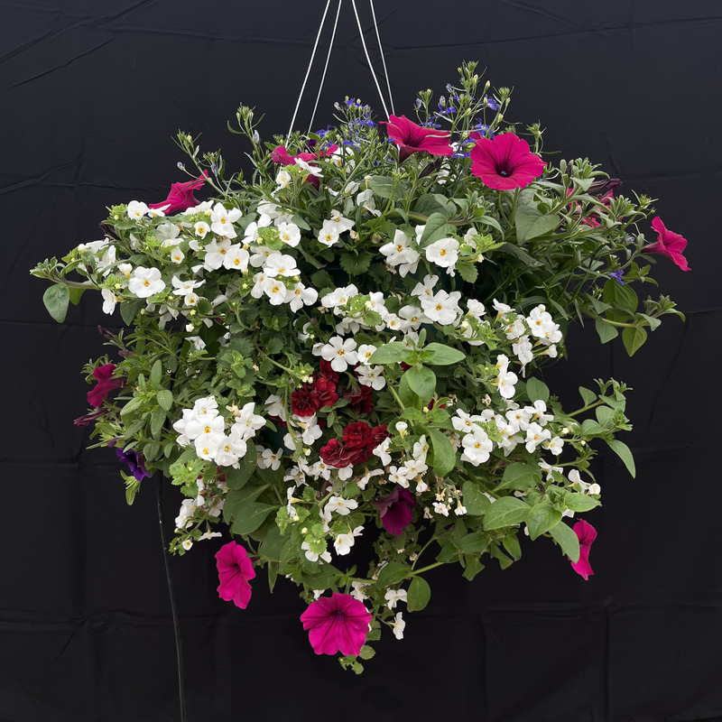 The Wild Hanging Basket (part shade)