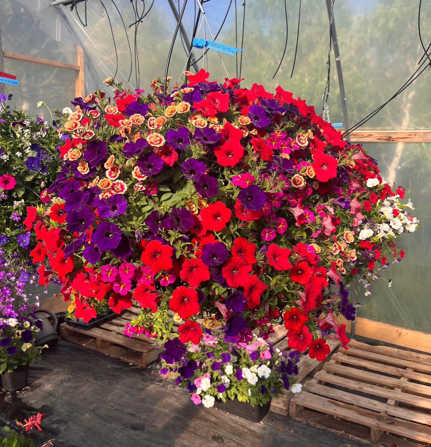 Bright Velvet Hanging Basket