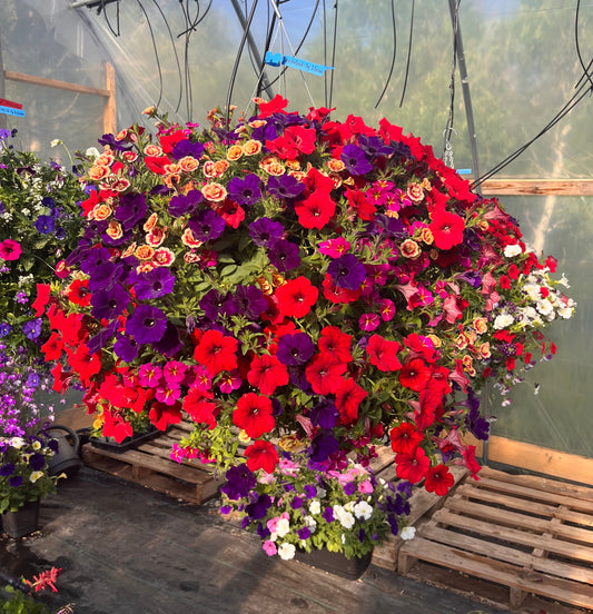 Bright Velvet Hanging Basket