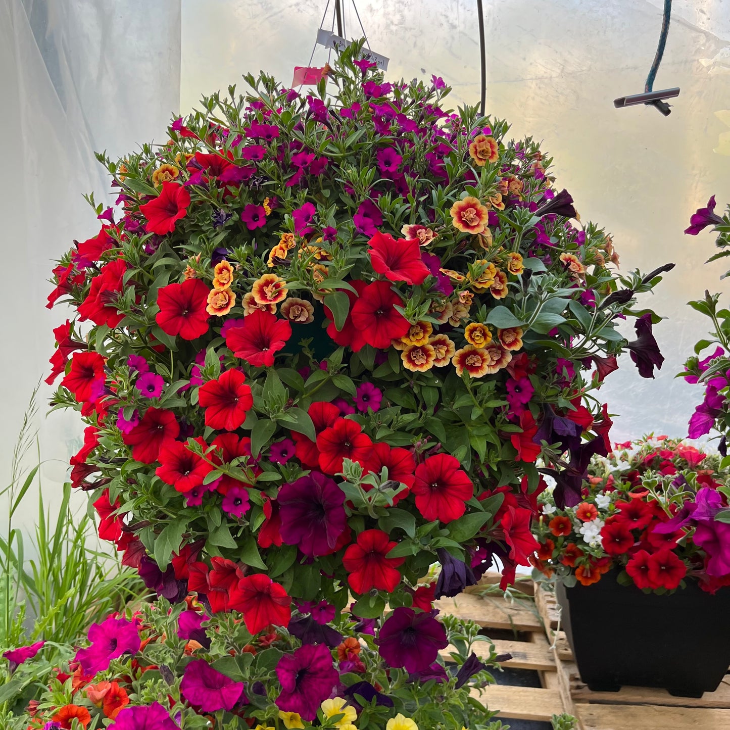 Bright Velvet Hanging Basket