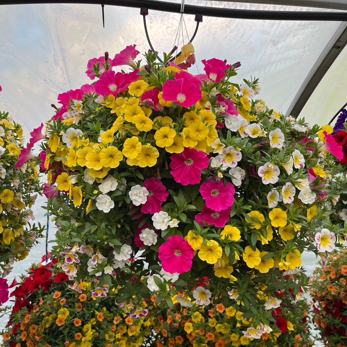 Holy Cow Hanging Basket