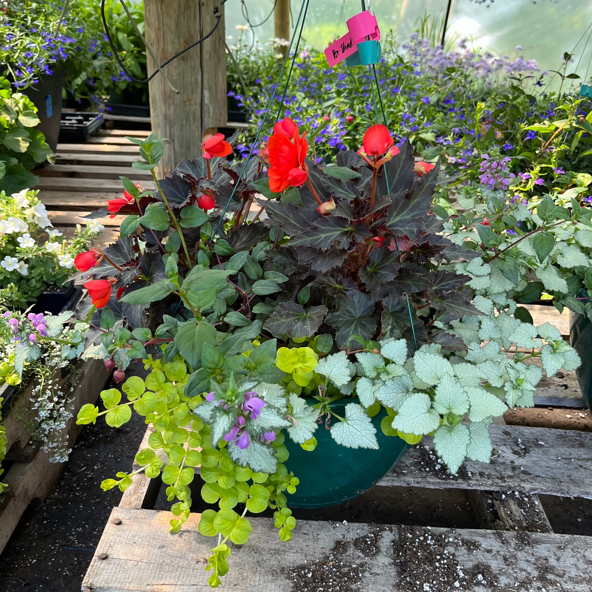 part shade hanging plants Drape Shade – Colorado Flower Baskets