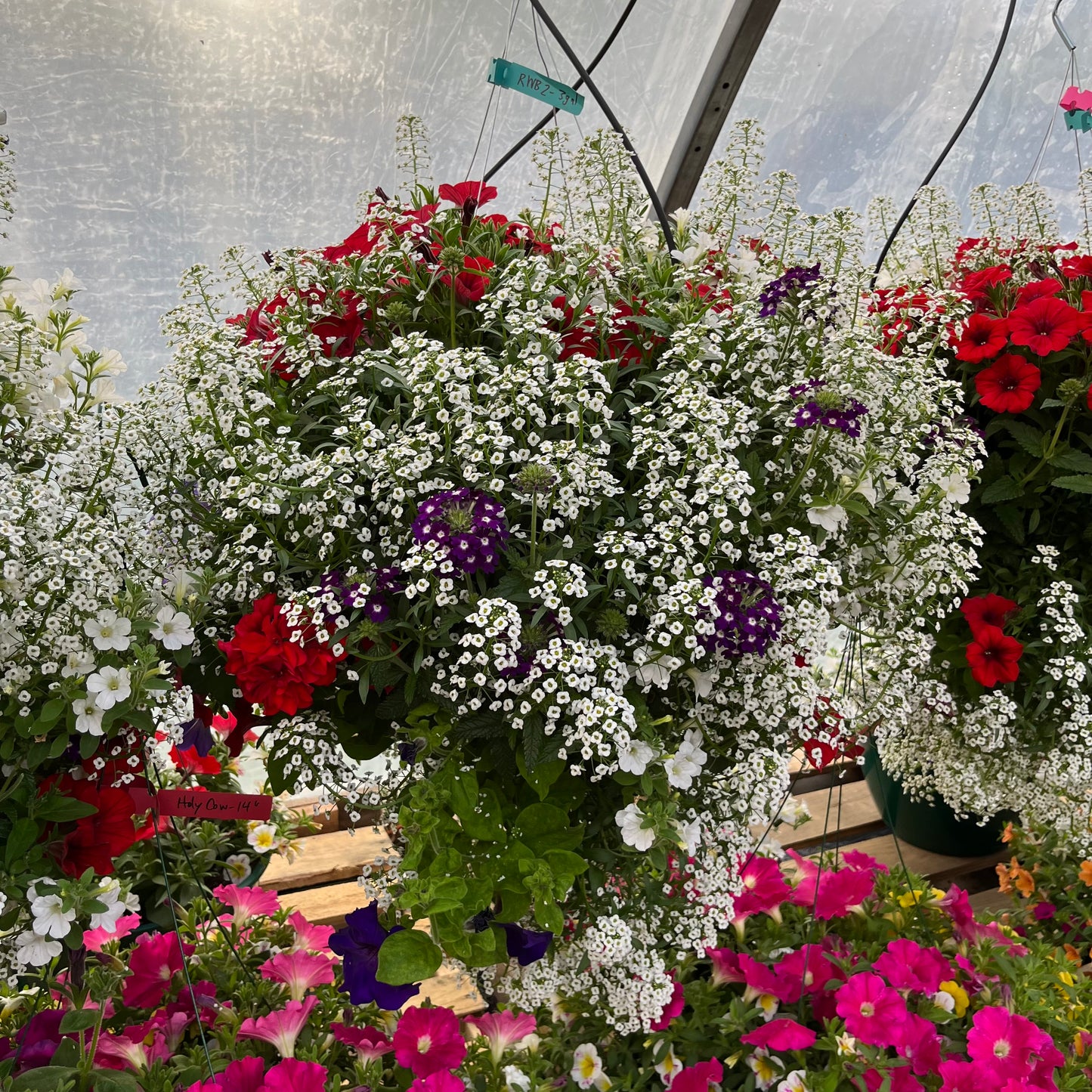 Red White and Blue Wild Mix Hanging Basket