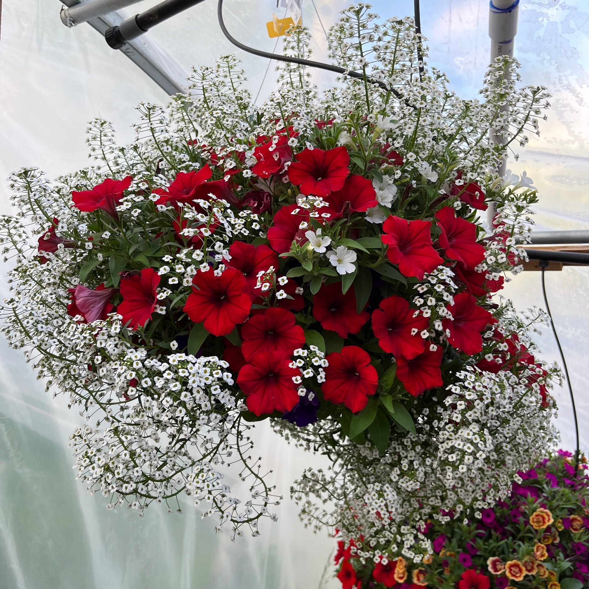 red white and blue hanging basket plants Red White and Blue Mix