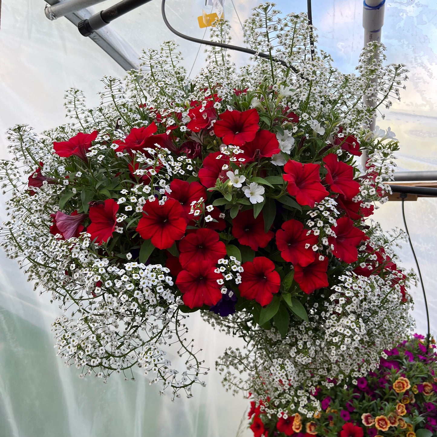 Red White and Blue Wild Mix Hanging Basket