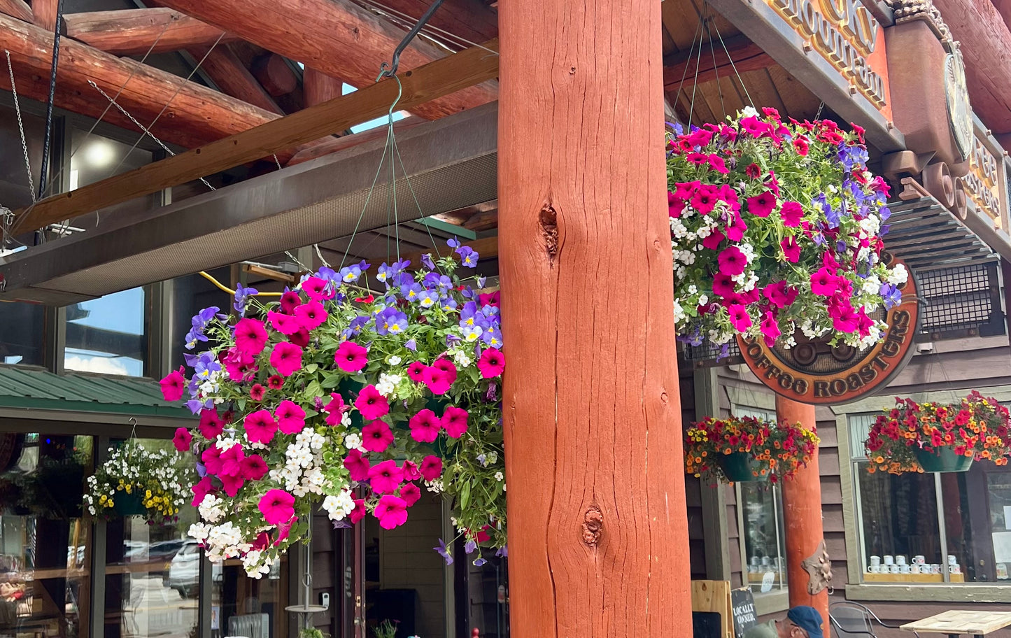 The Wild Hanging Basket