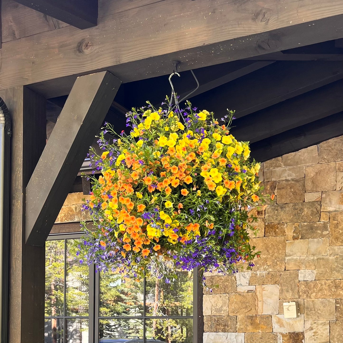 Harvest Moon Hanging Basket (part shade)
