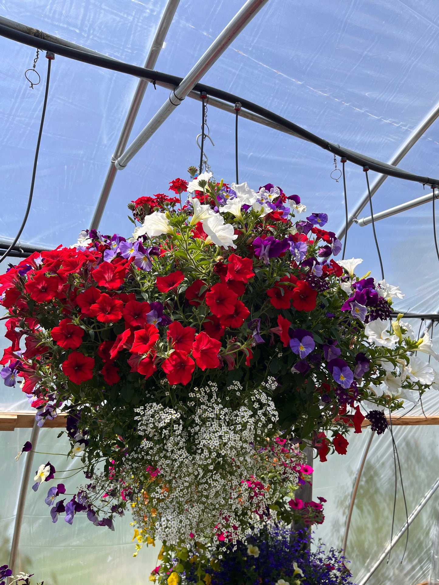 red white and blue hanging basket plants Red White and Blue Mix – Colorado Flower Baskets