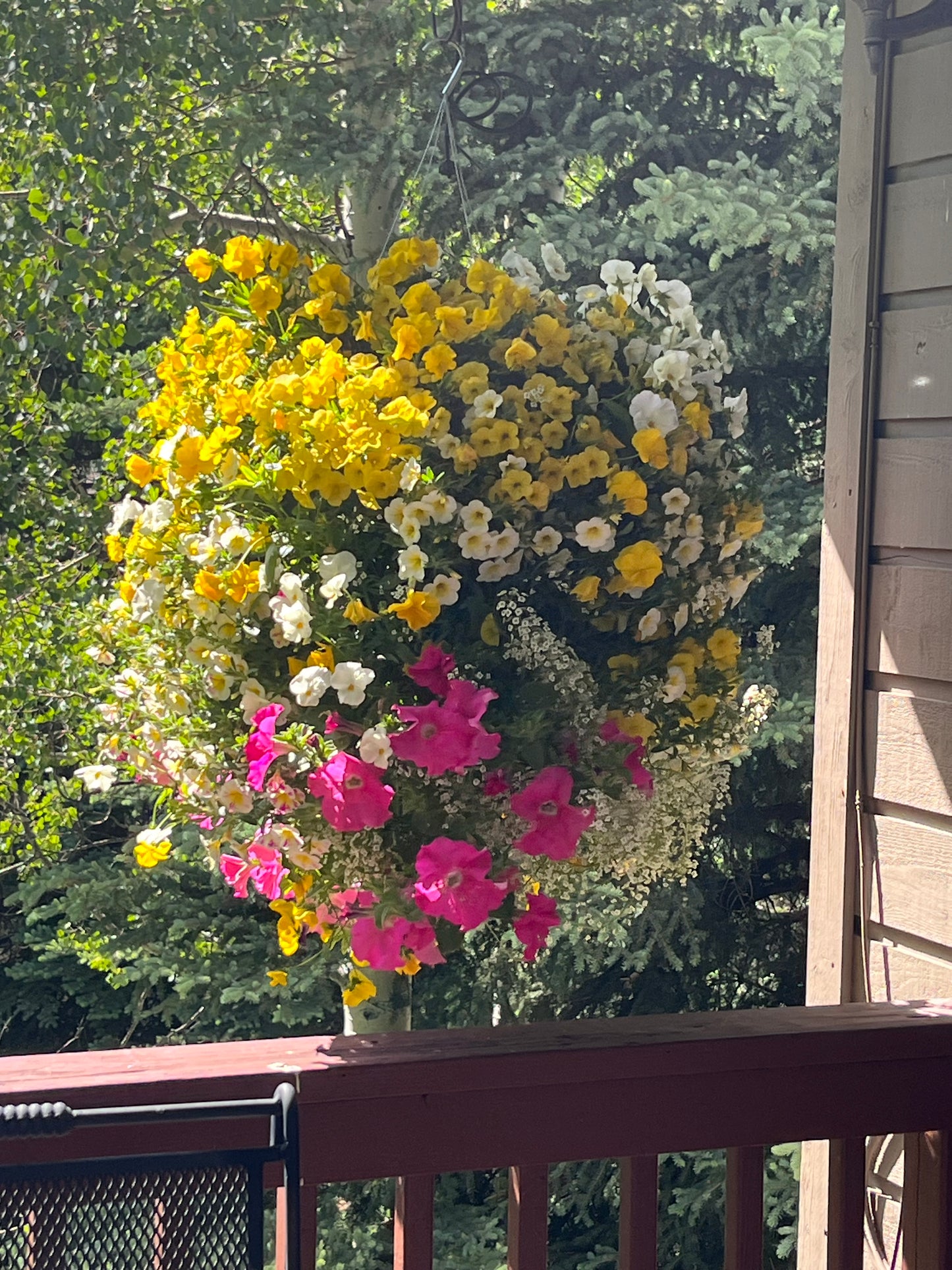 Holy Cow Hanging Basket