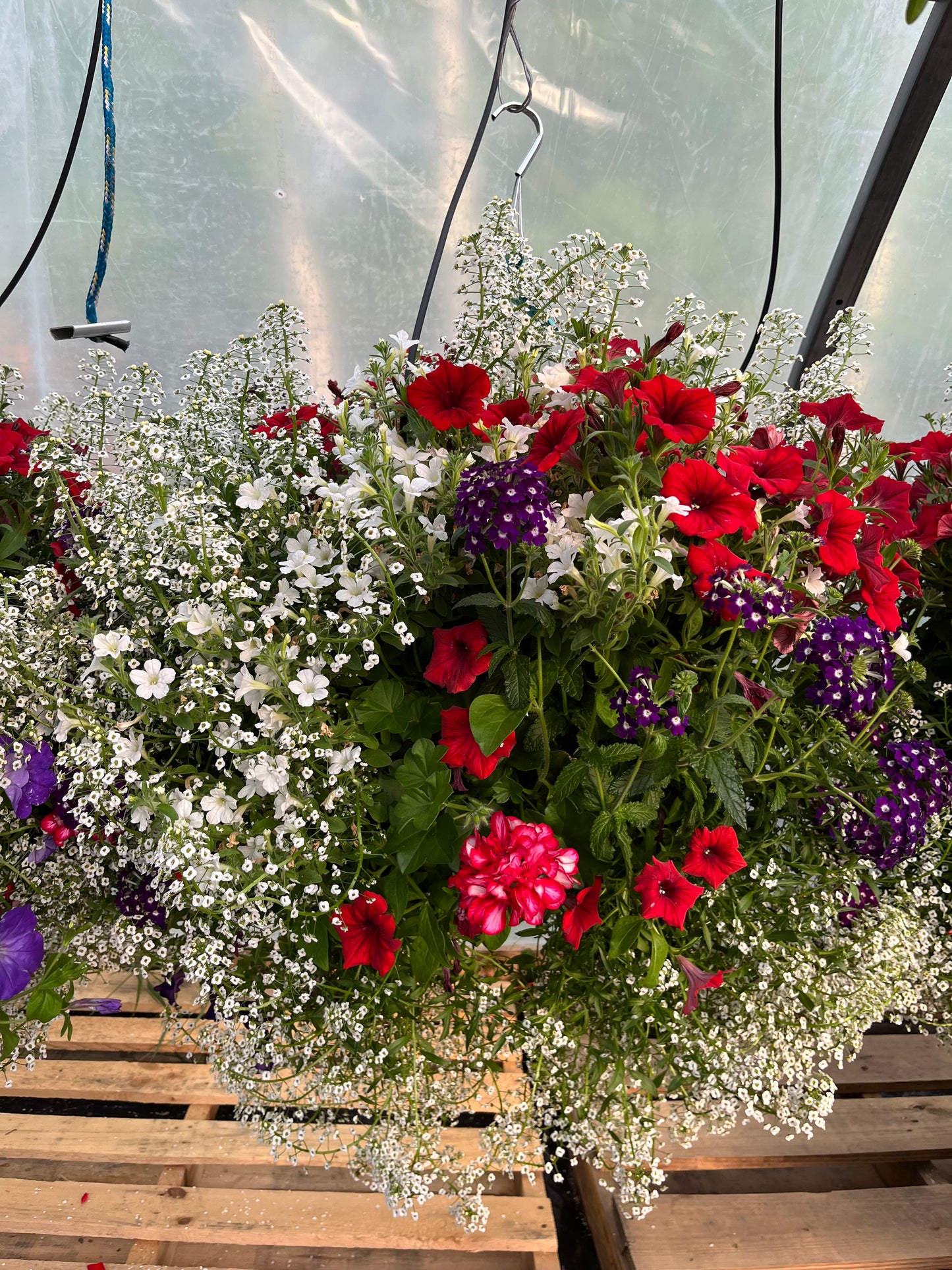 Red White and Blue Wild Mix Hanging Basket