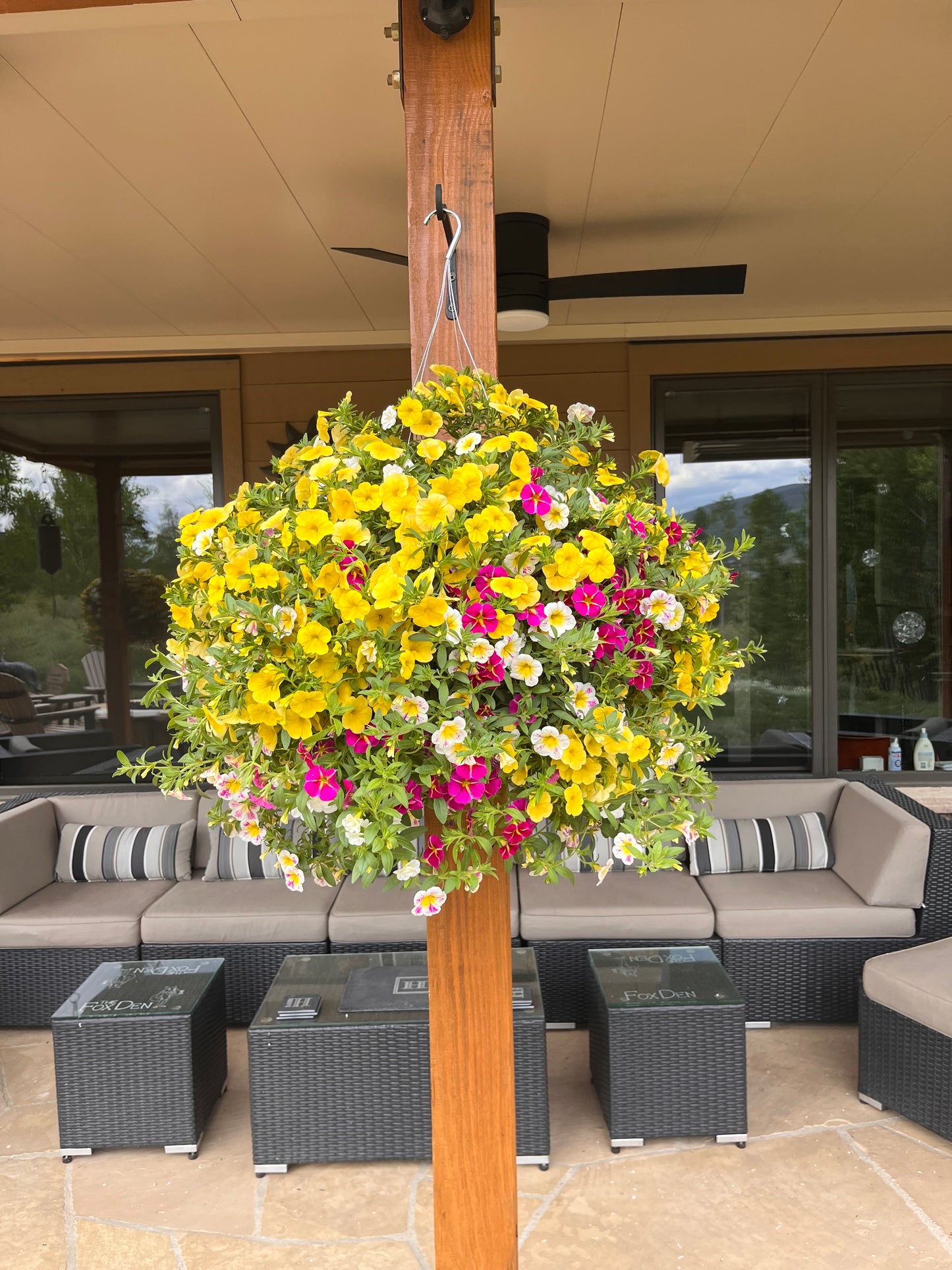 Holy Cow Callie Hanging Basket