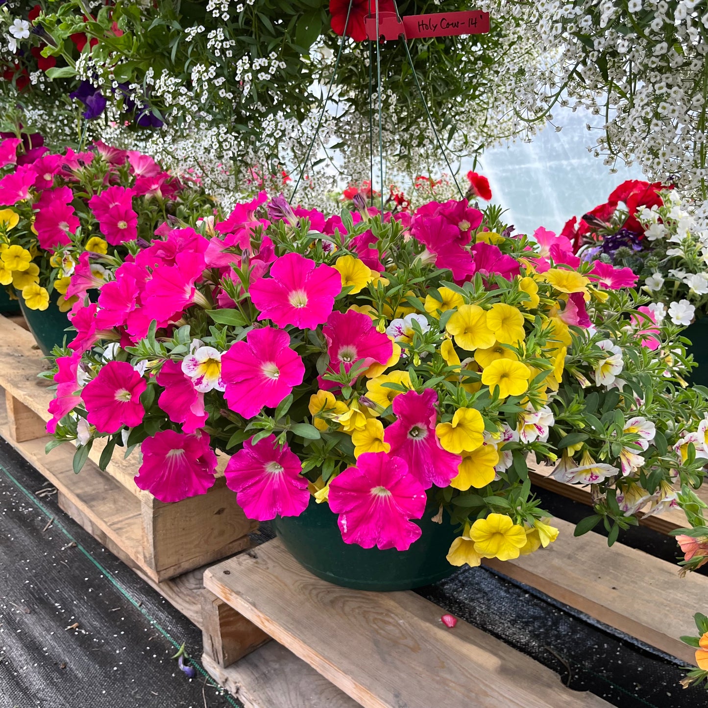 Holy Cow Hanging Basket