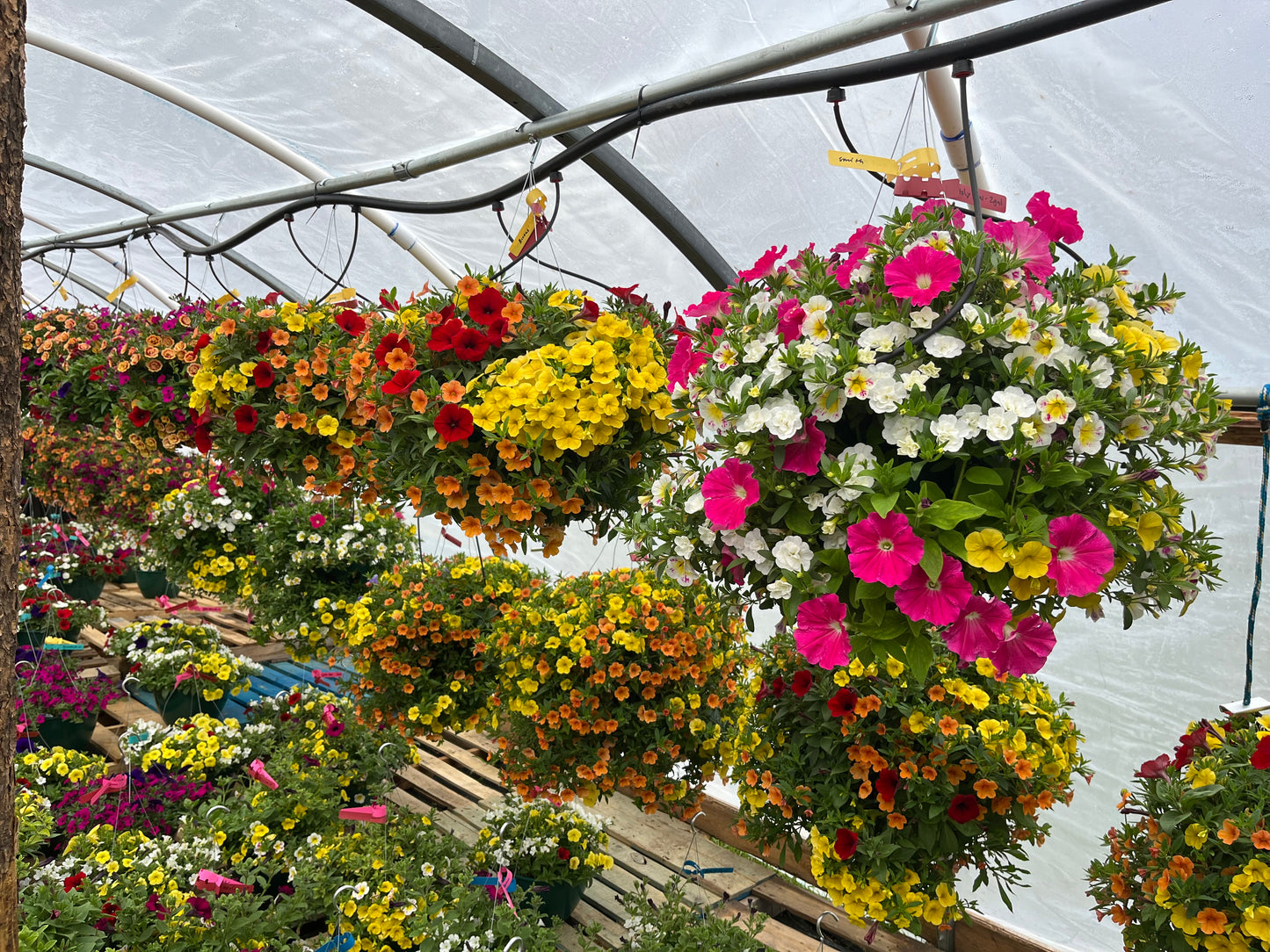 Holy Cow Hanging Basket