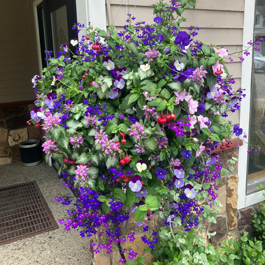 Purple Shade Hanging Basket