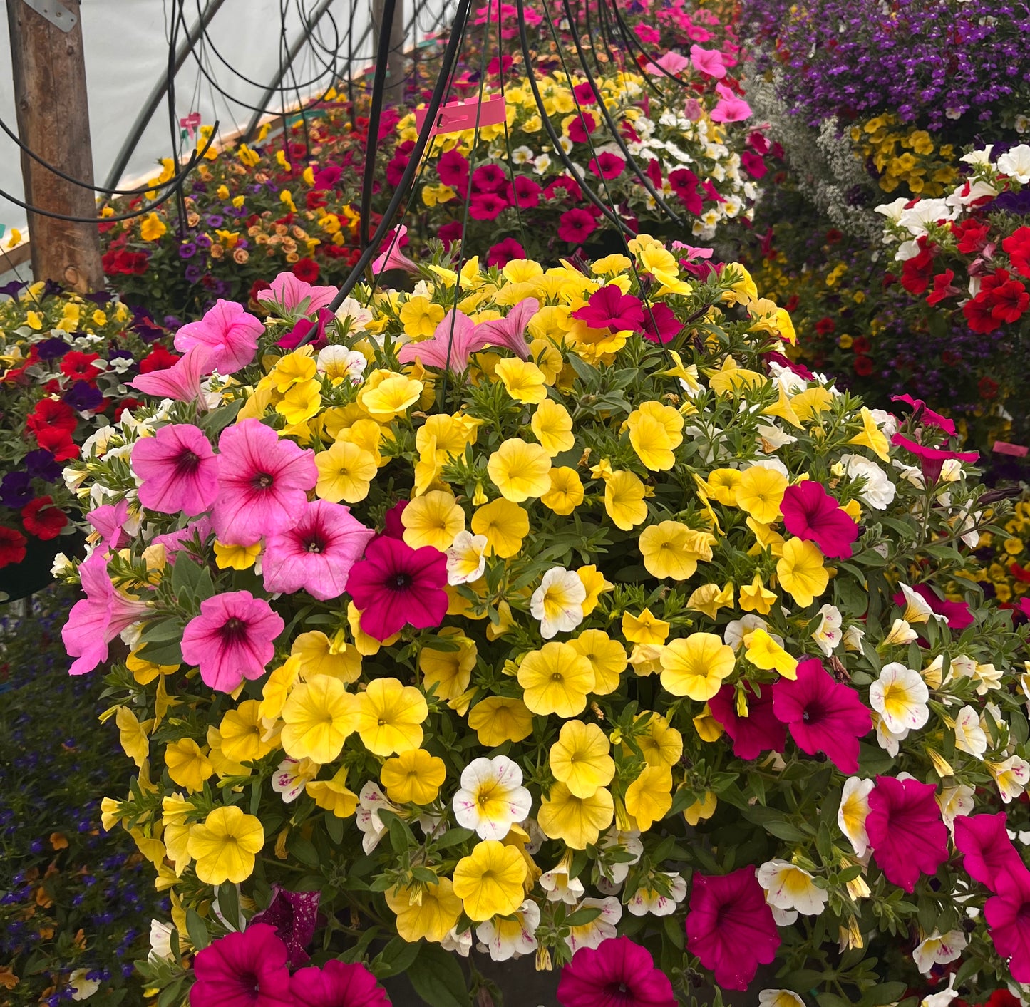 Holy Cow Hanging Basket