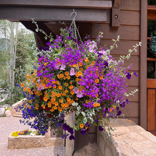 English Garden Hanging Basket (part shade)