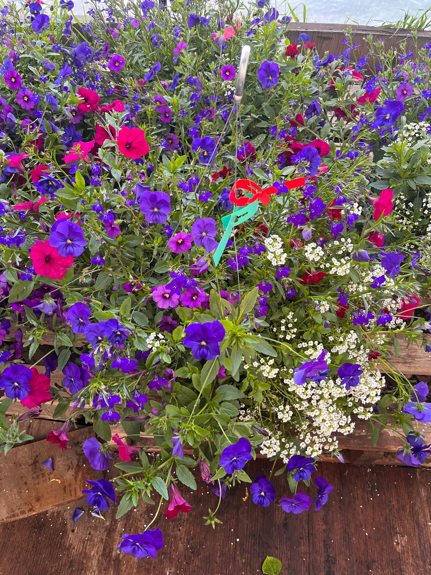 The Wild Hanging Basket