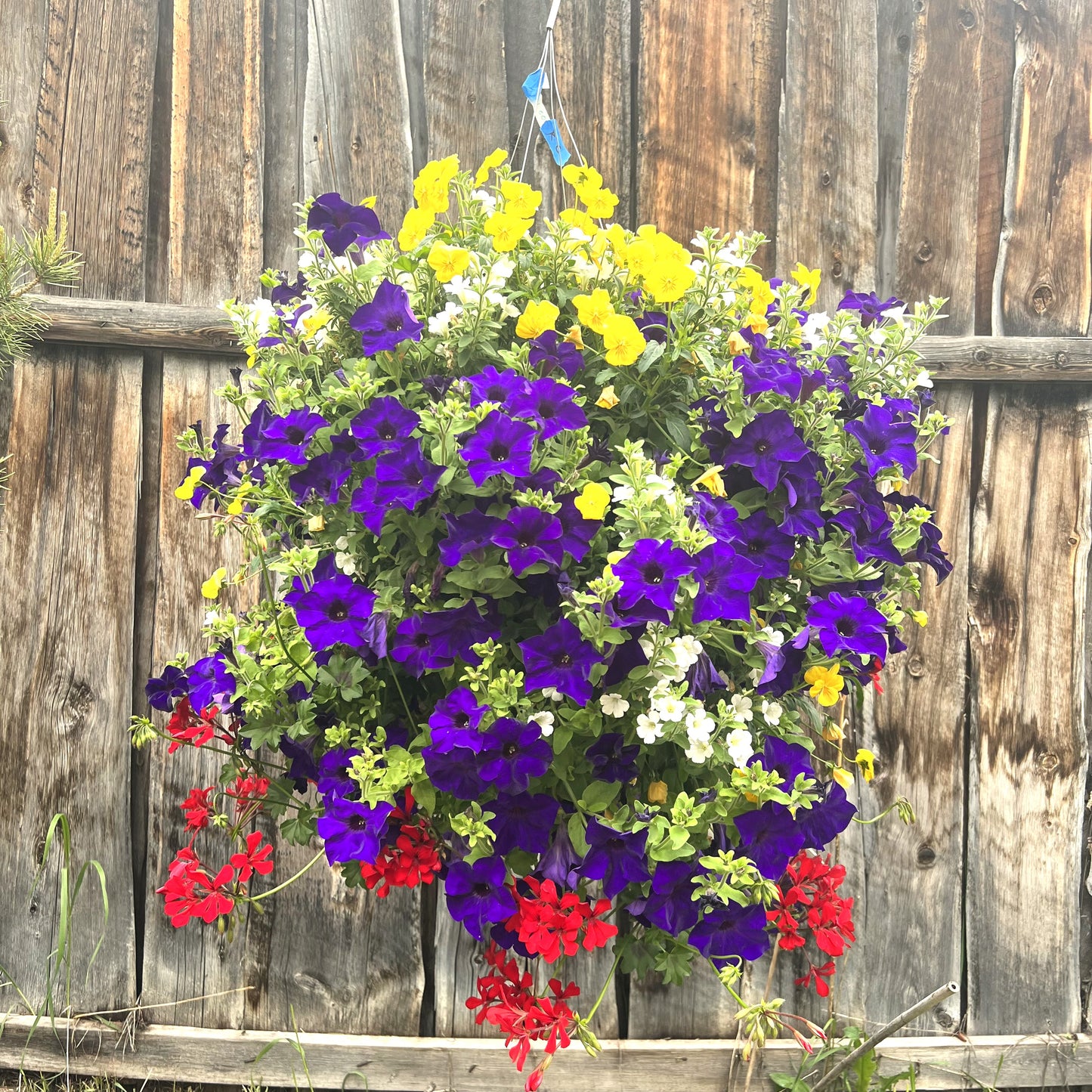 Colorado Basket