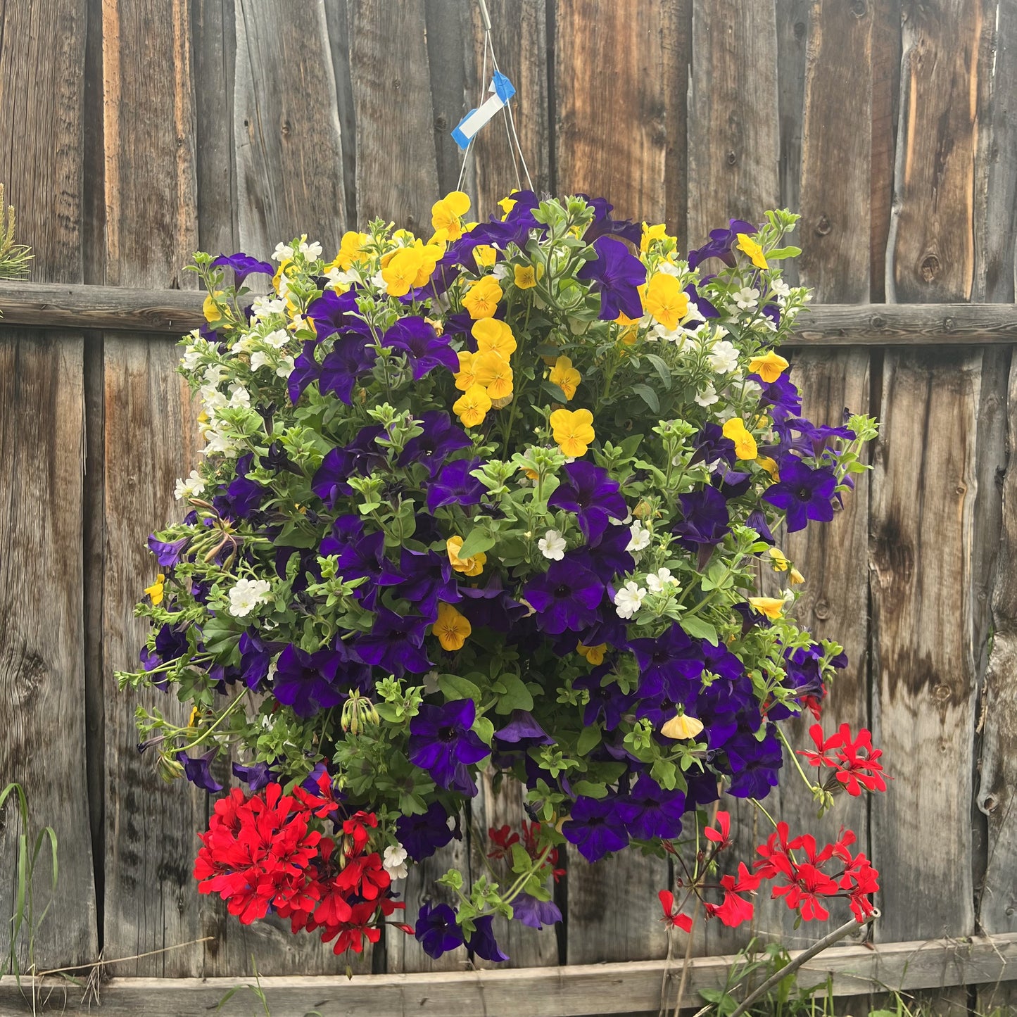 Colorado Basket