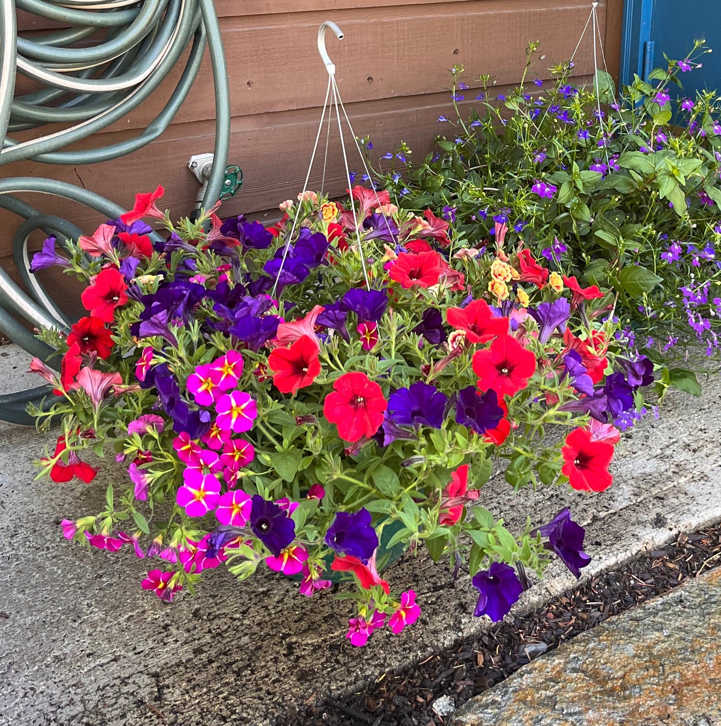 Bright Velvet Hanging Basket