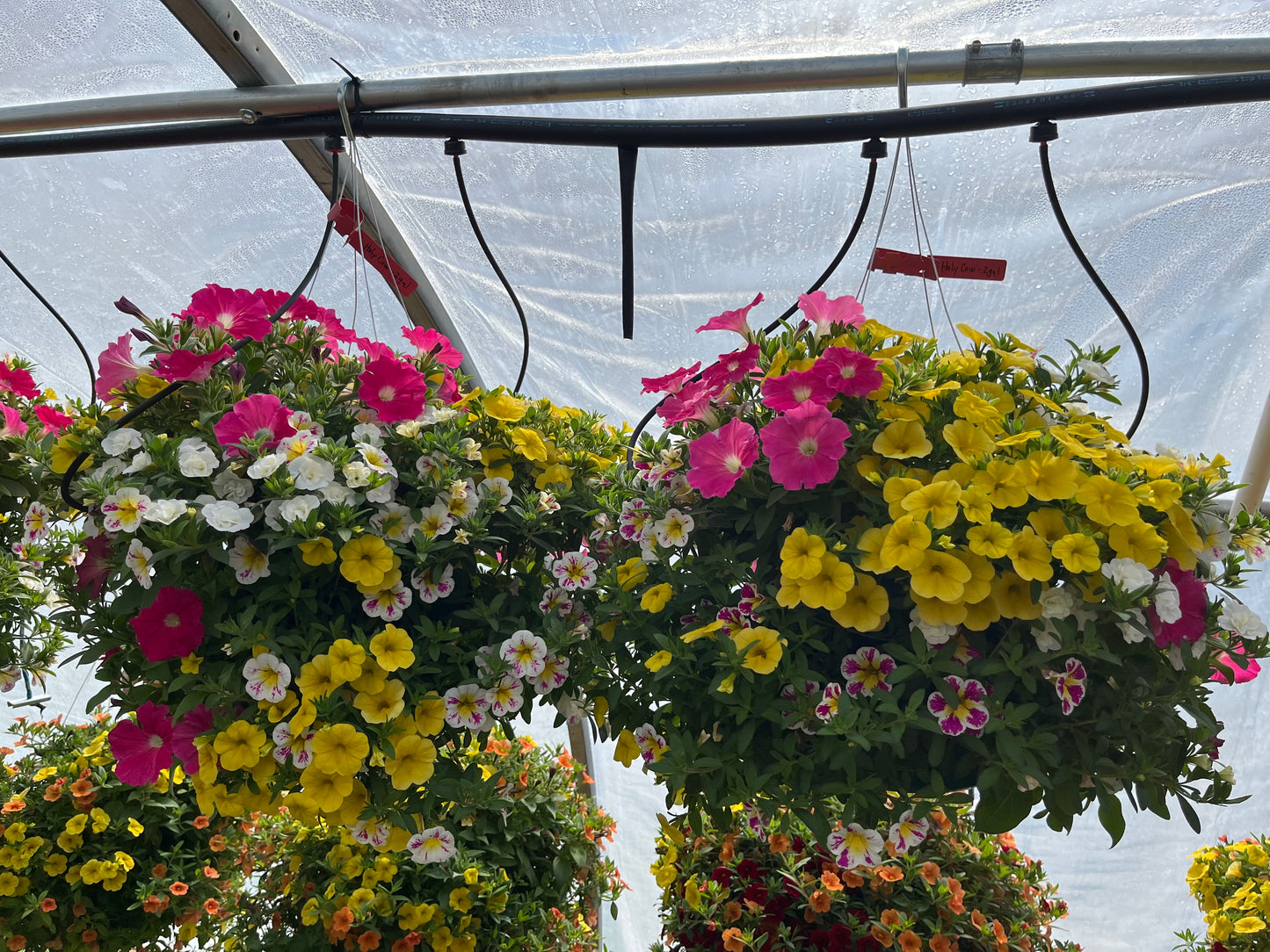 Holy Cow Hanging Basket