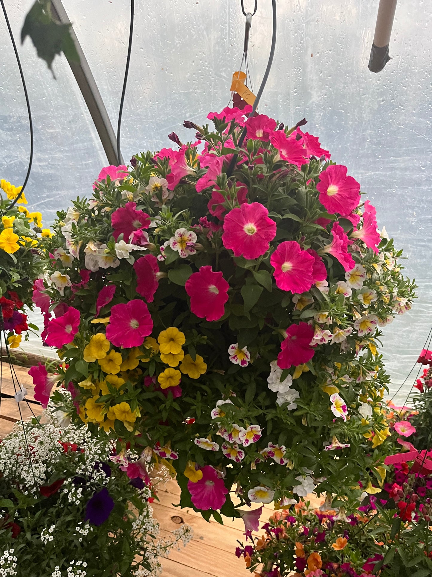 Holy Cow Hanging Basket