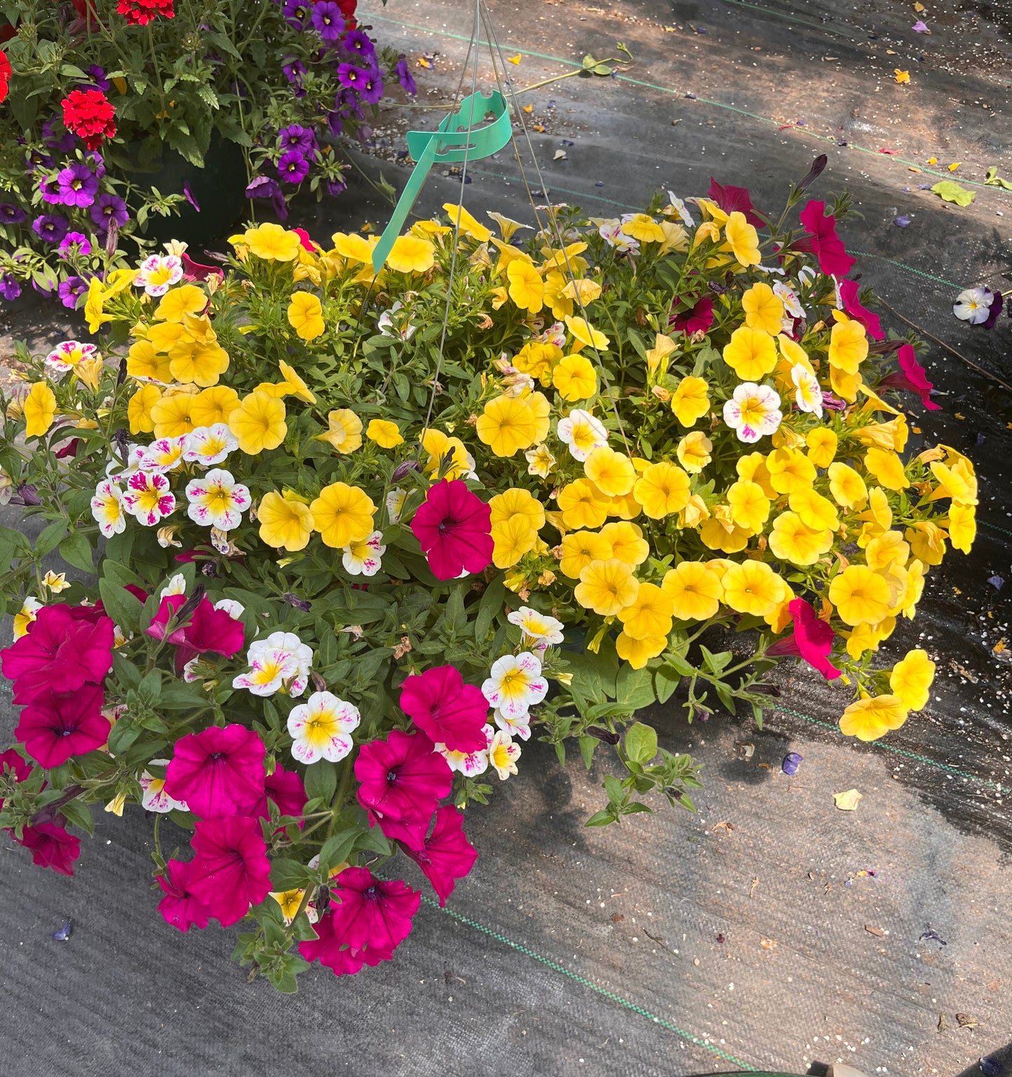 Holy Cow Hanging Basket