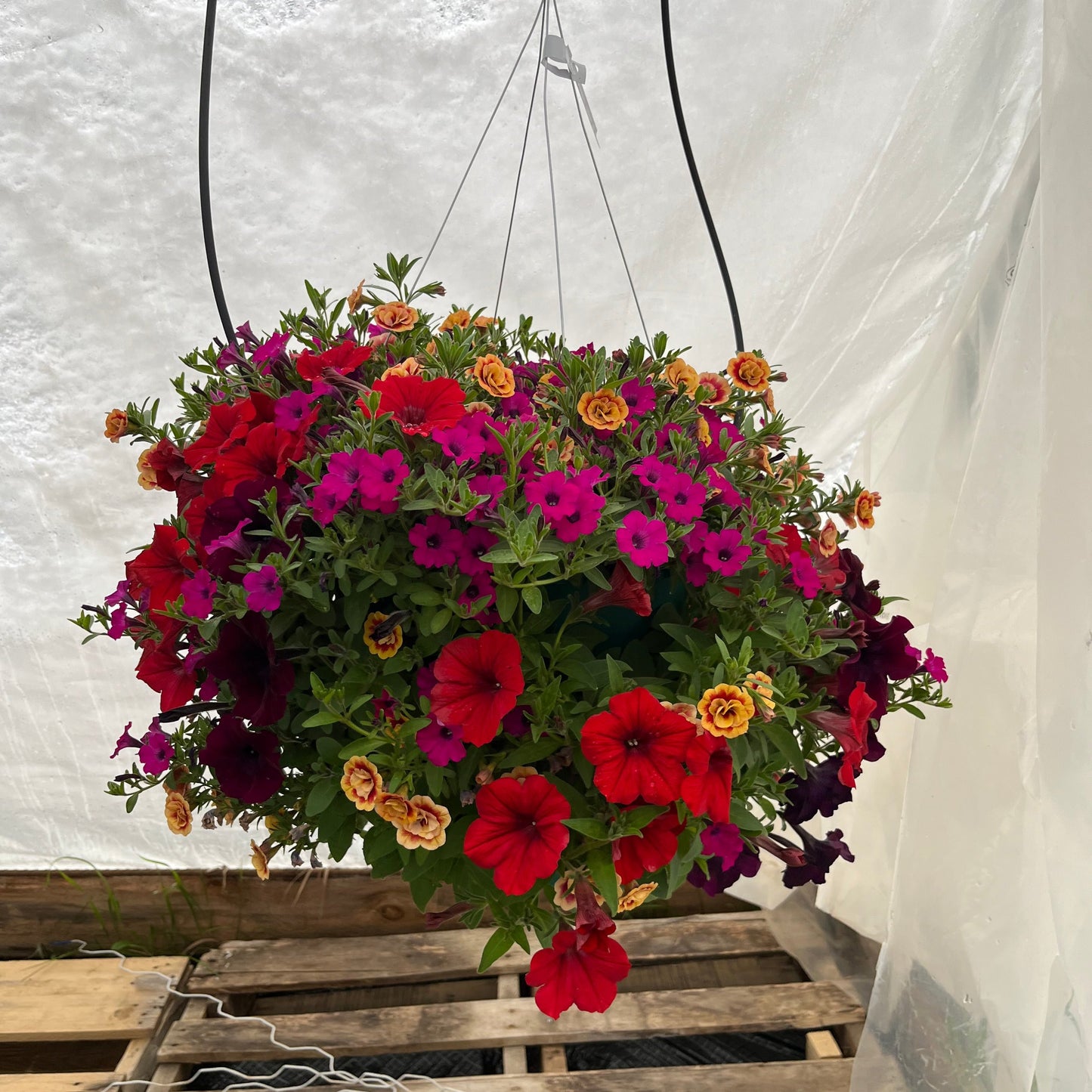 Bright Velvet Hanging Basket