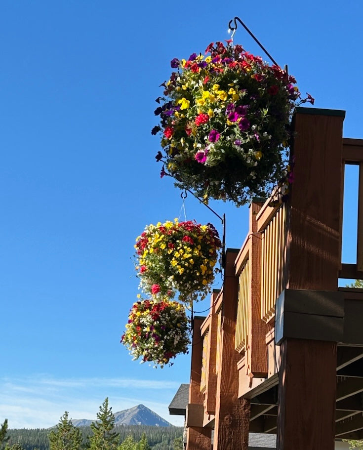 Colorado Basket