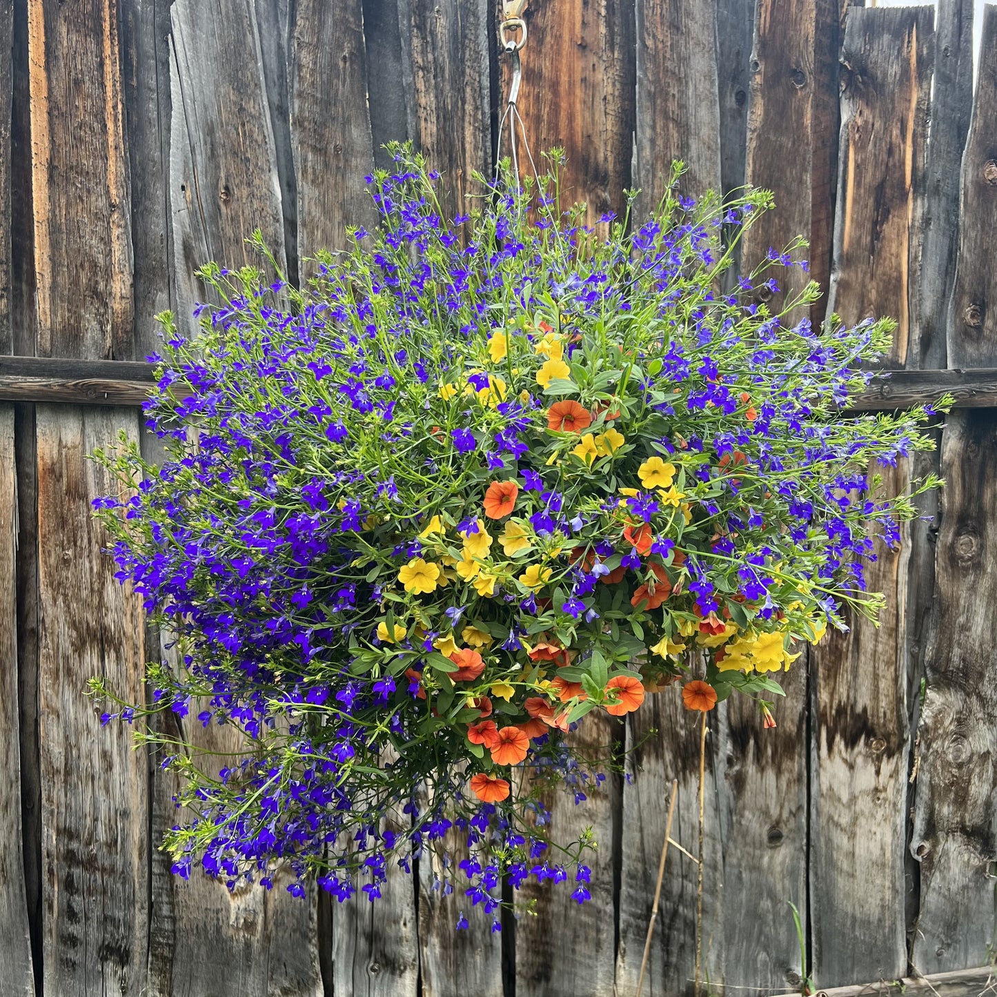 Harvest Moon Hanging Basket