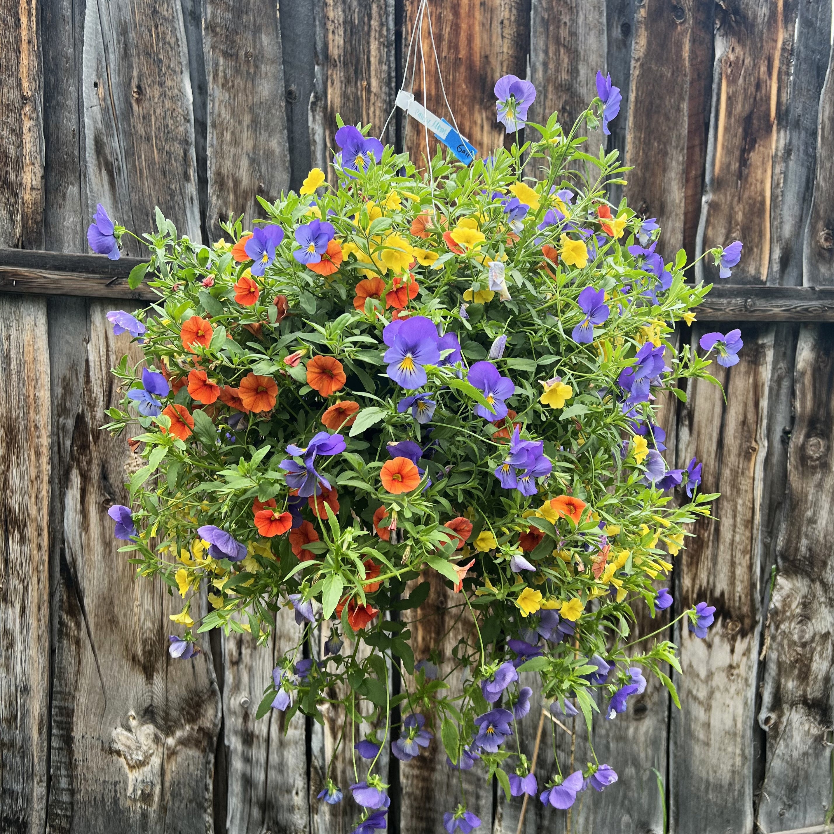19+ Hanging Baskets For Full Sun Full Sun Hanging Baskets – Colorado Flower Baskets