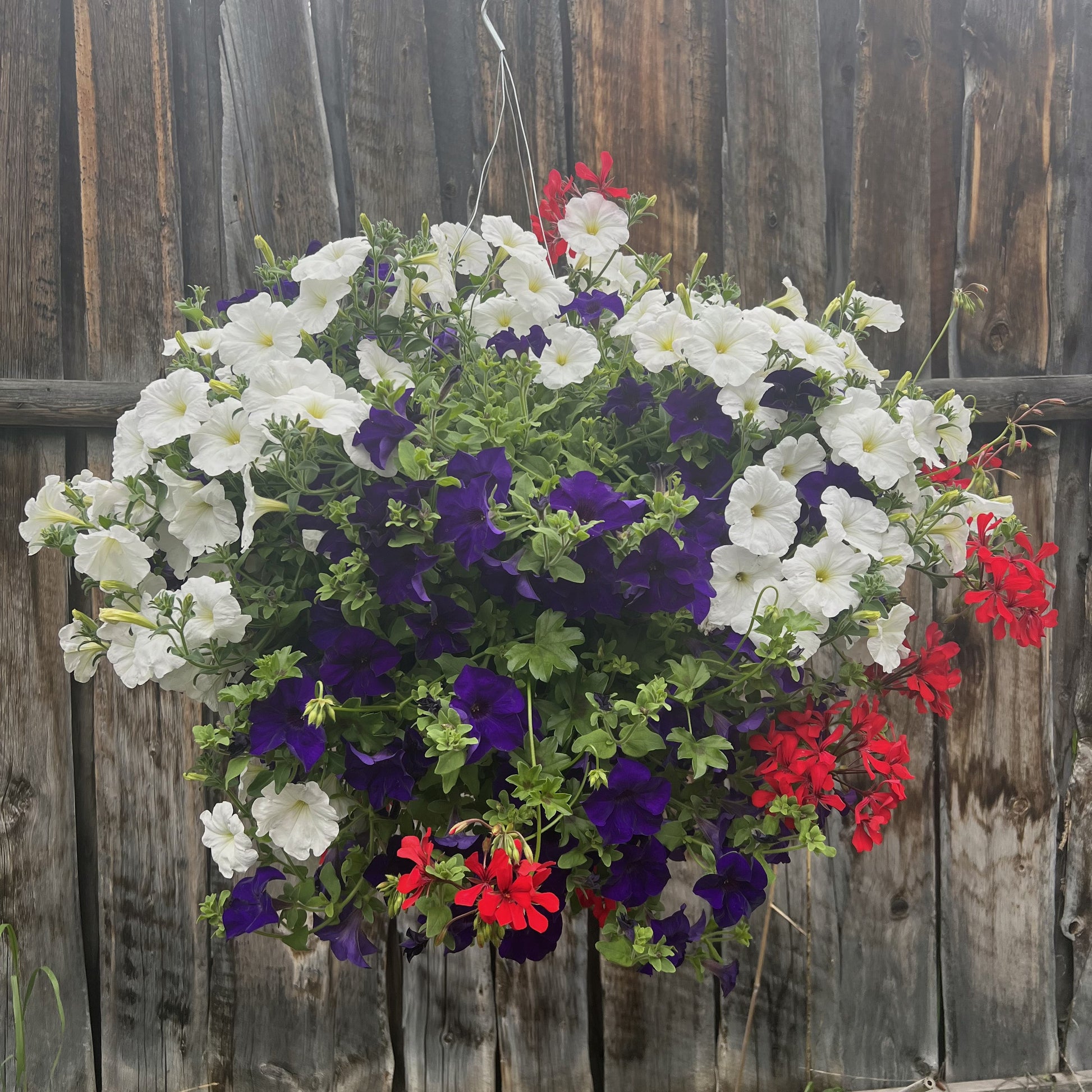 red white and blue hanging basket plants Red White and Blue Mix