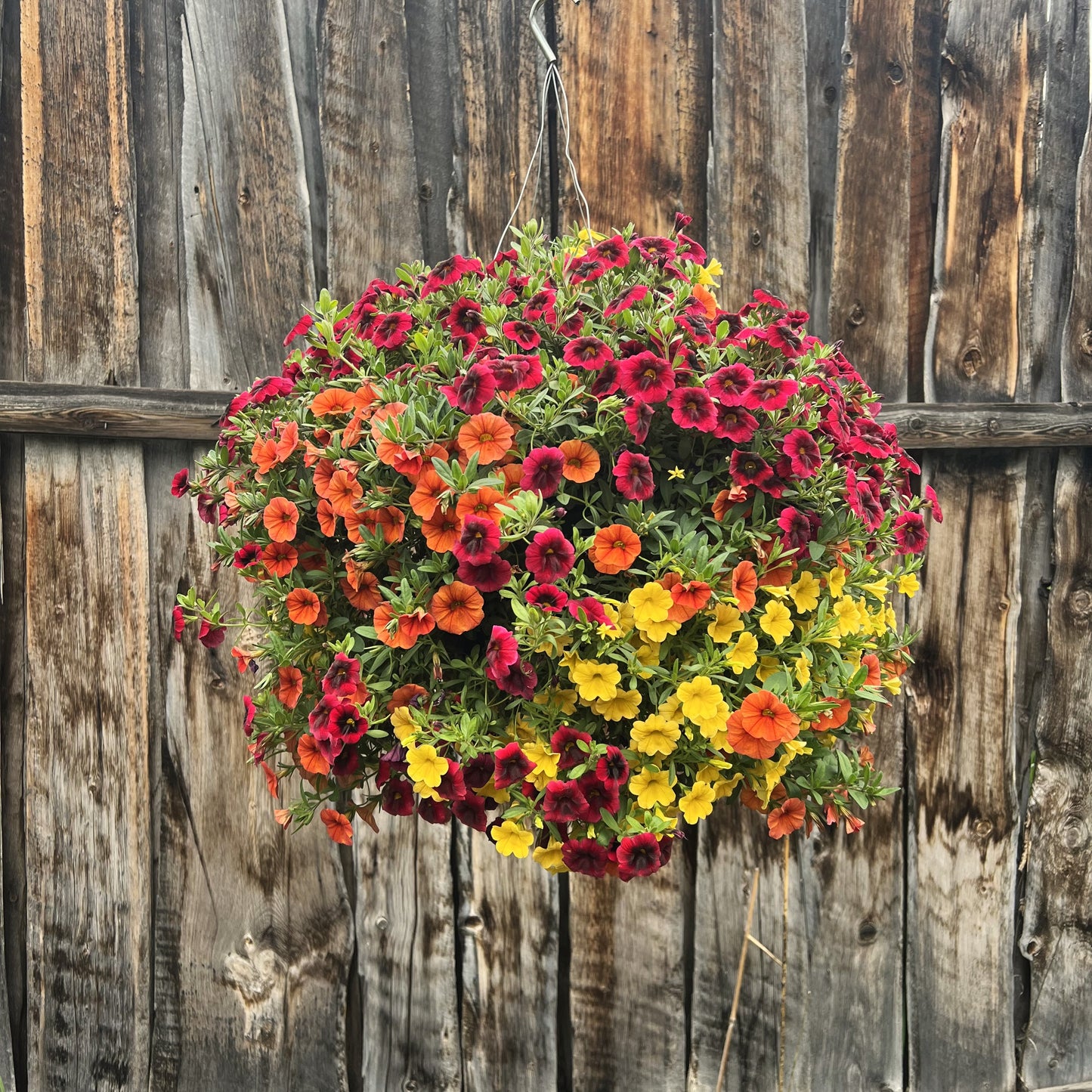 Warm 1 Hanging Basket