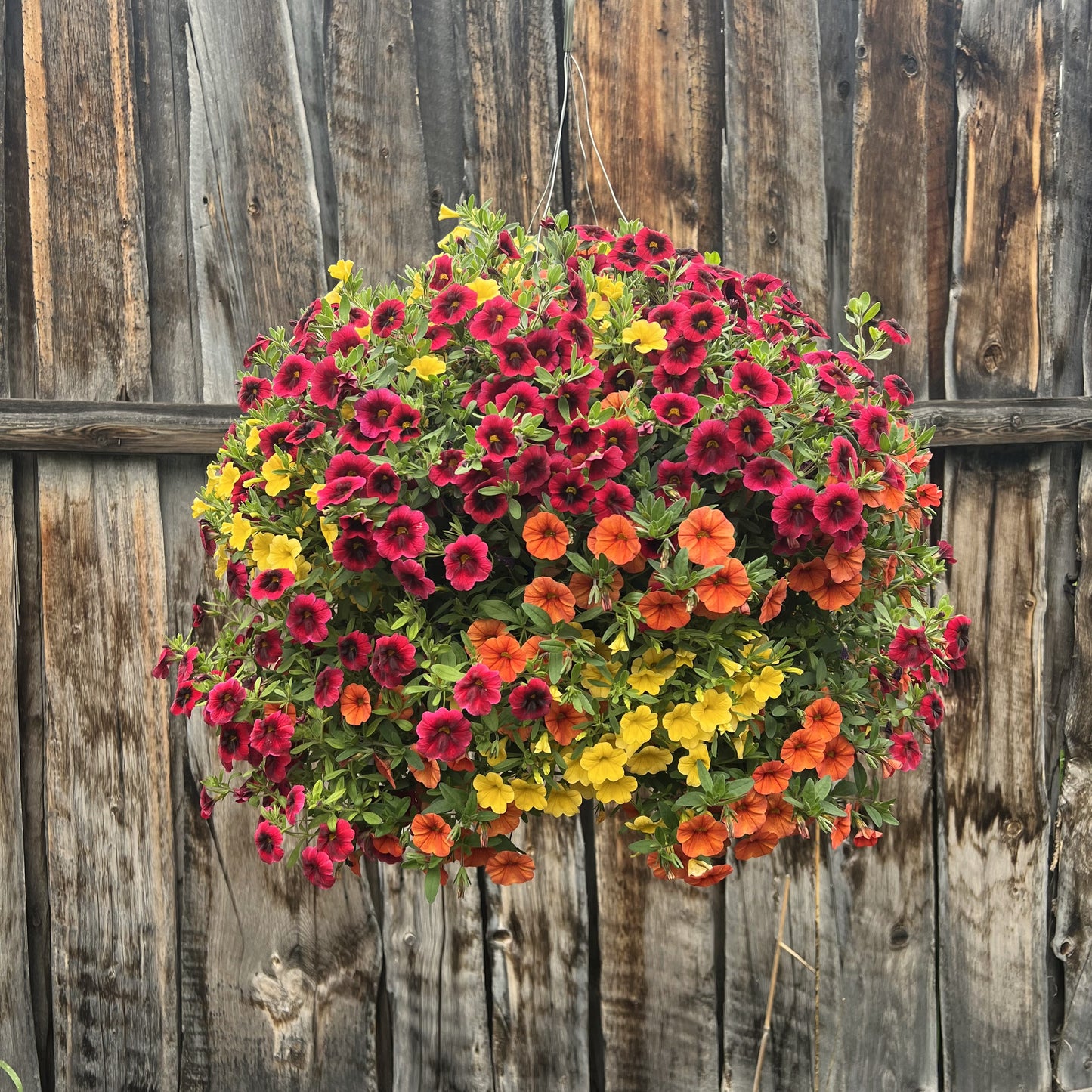 Warm 1 Hanging Basket