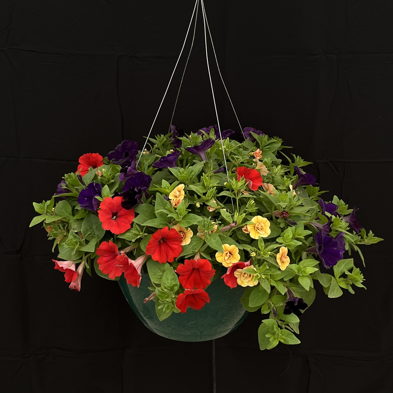 Bright Velvet Hanging Basket