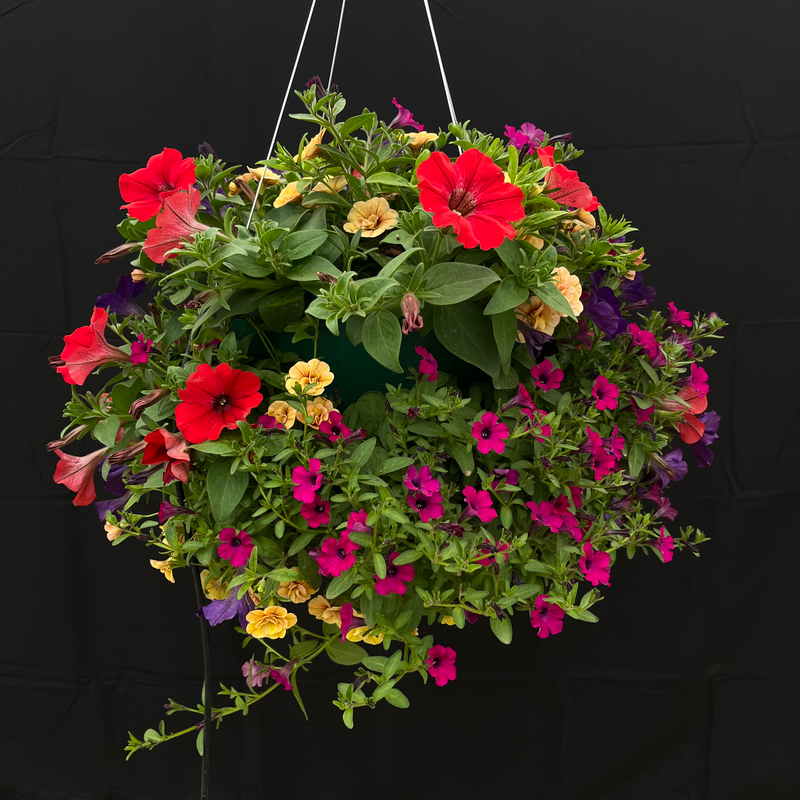 Bright Velvet Hanging Basket