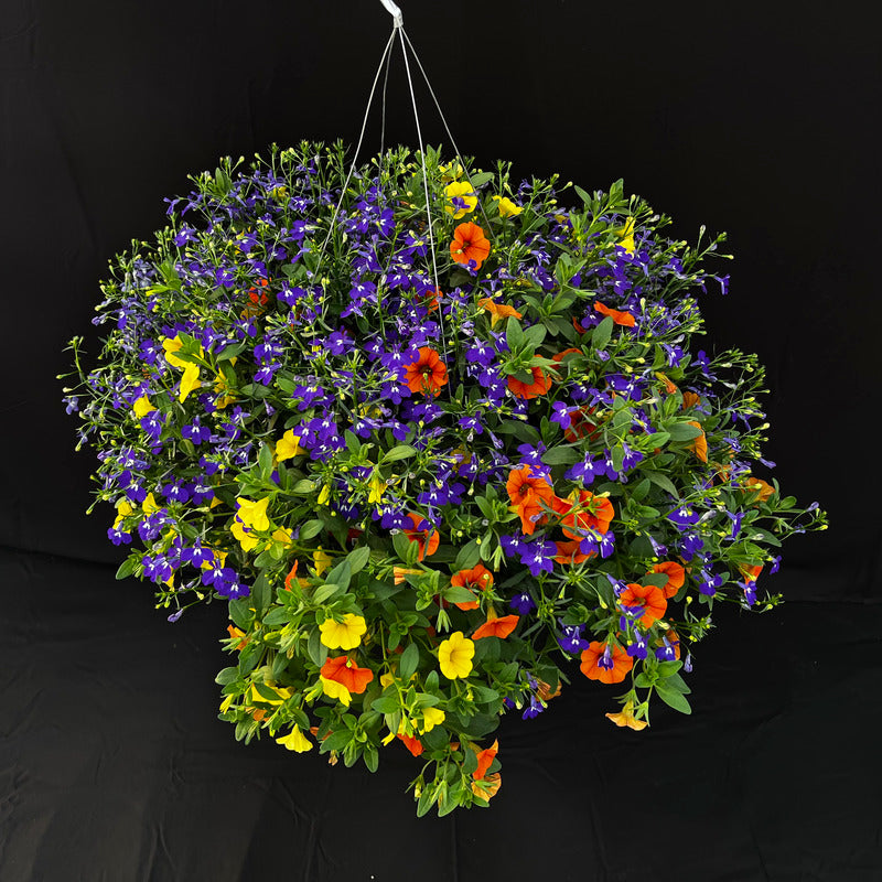 Harvest Moon Hanging Basket