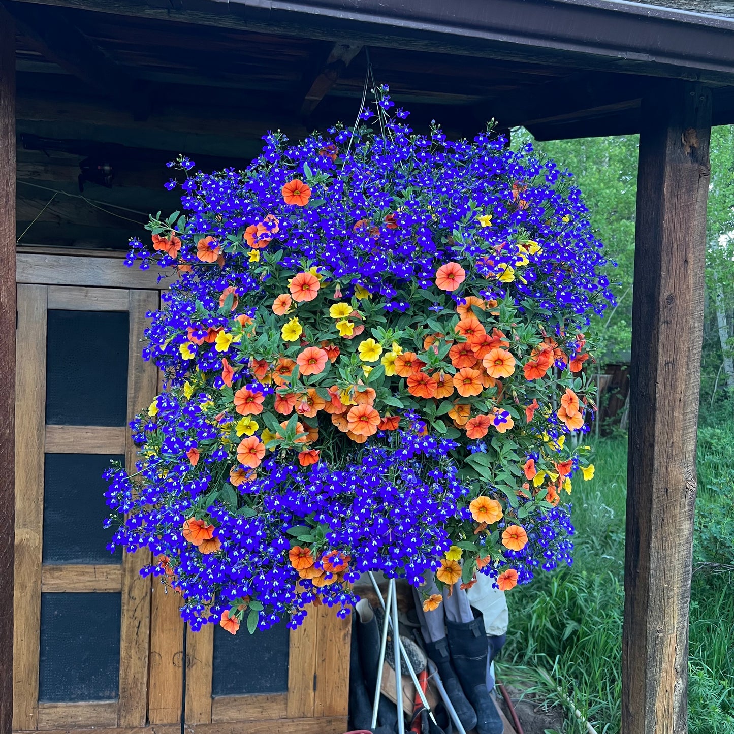 Harvest Moon Hanging Basket