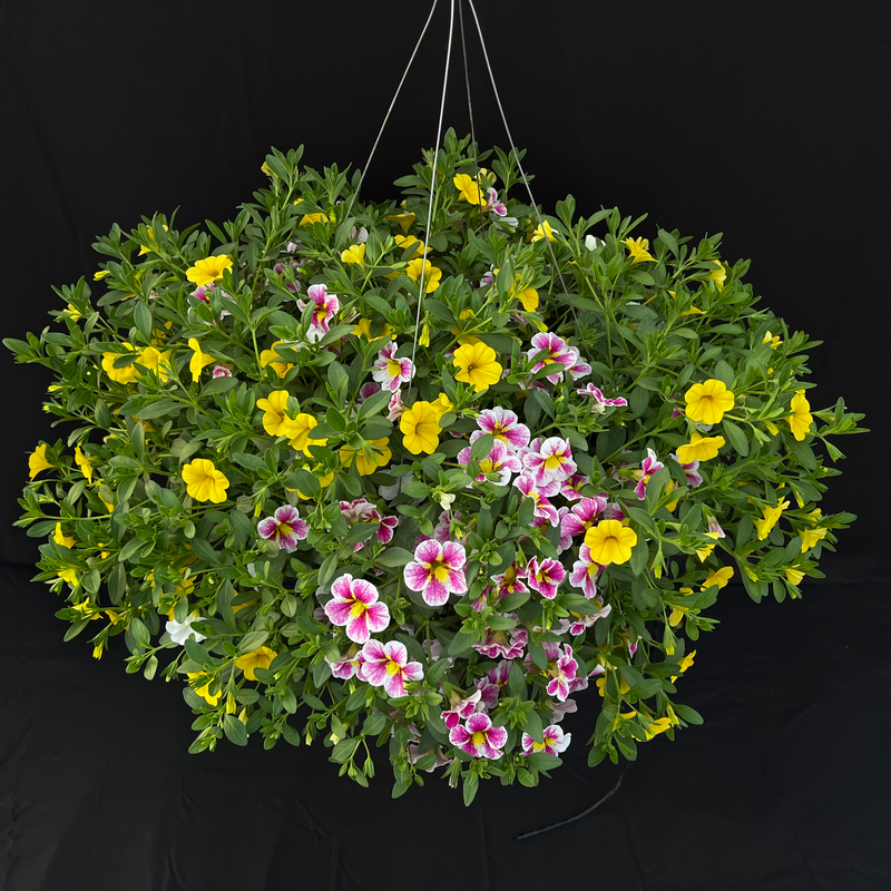 Holy Cow Hanging Basket